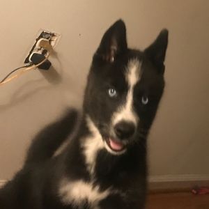 Meet your Posher, Israel